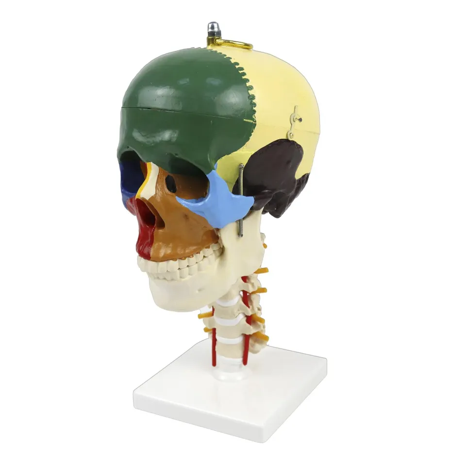 Boyun Omurları Üzerinde Renklendirilmiş Anatomik Kafatası Modeli - 4 Parça