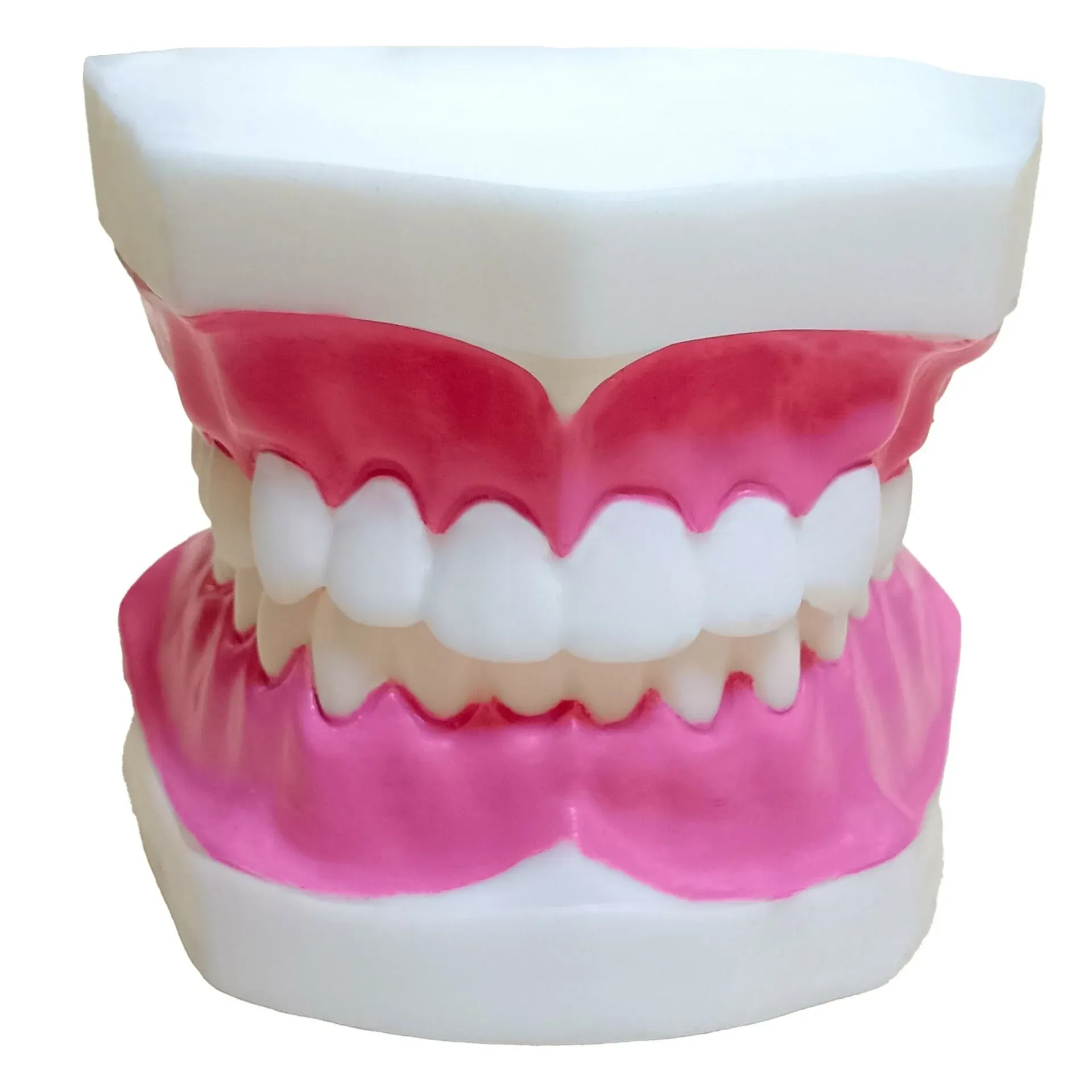 Diş Modeli Küçük