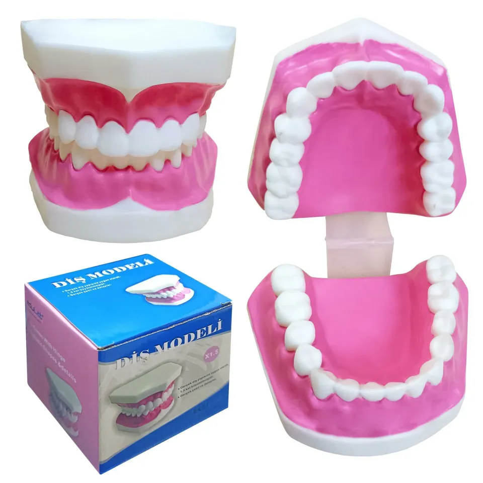 Diş Modeli Küçük