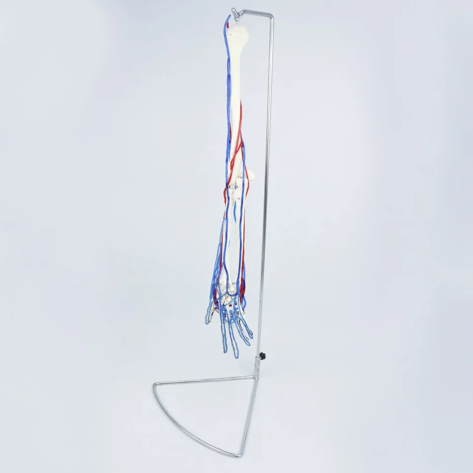 Kan Akışını Gösteren Yetişkin Kol İskeleti