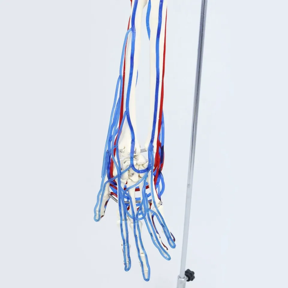 Kan Akışını Gösteren Yetişkin Kol İskeleti