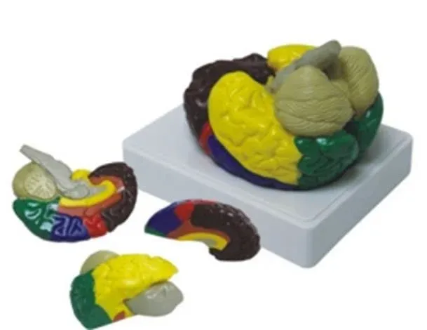 Renklendirilmiş Anatomik Beyin Modeli - 4 Parça
