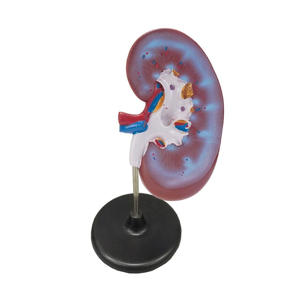 Böbrek Kesiti Modeli