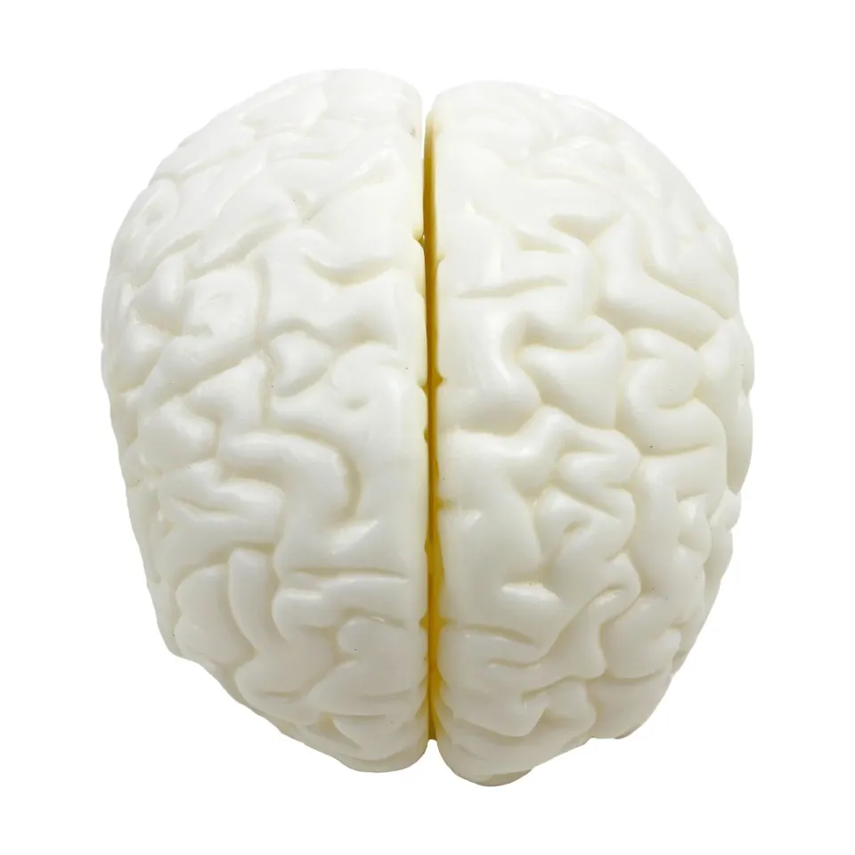 Beyin Modeli