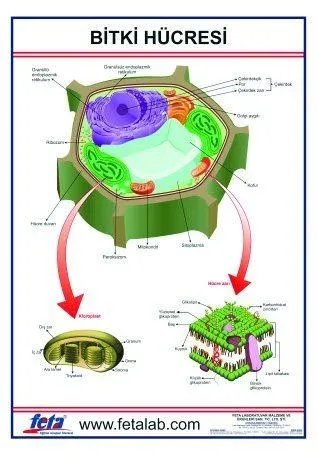 Bitki Hücresi Levhası