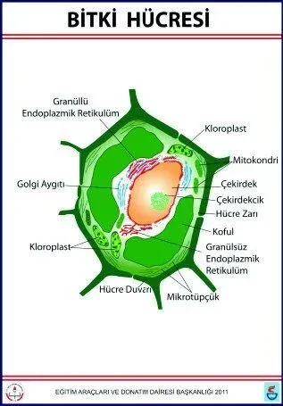 Bitki Hücresi Levhası  (70X100 CM)
