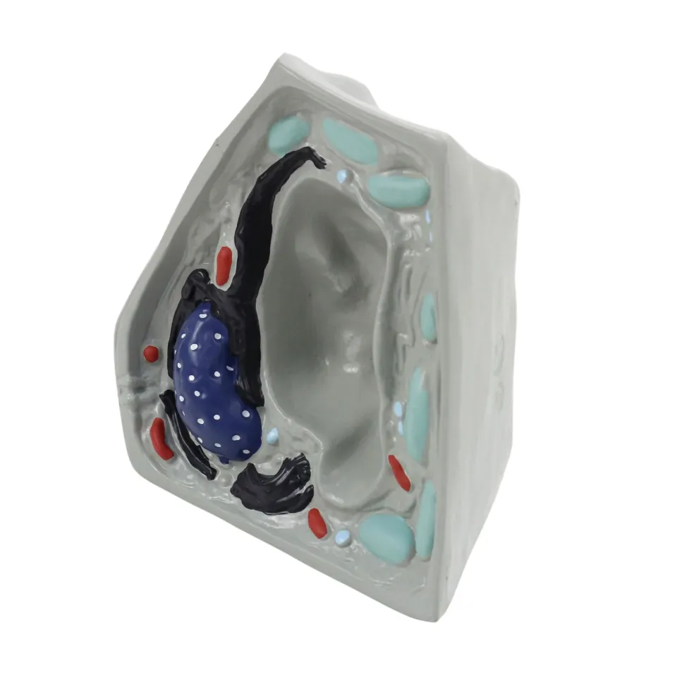 Bitki Hücresi Modeli (Küçük)