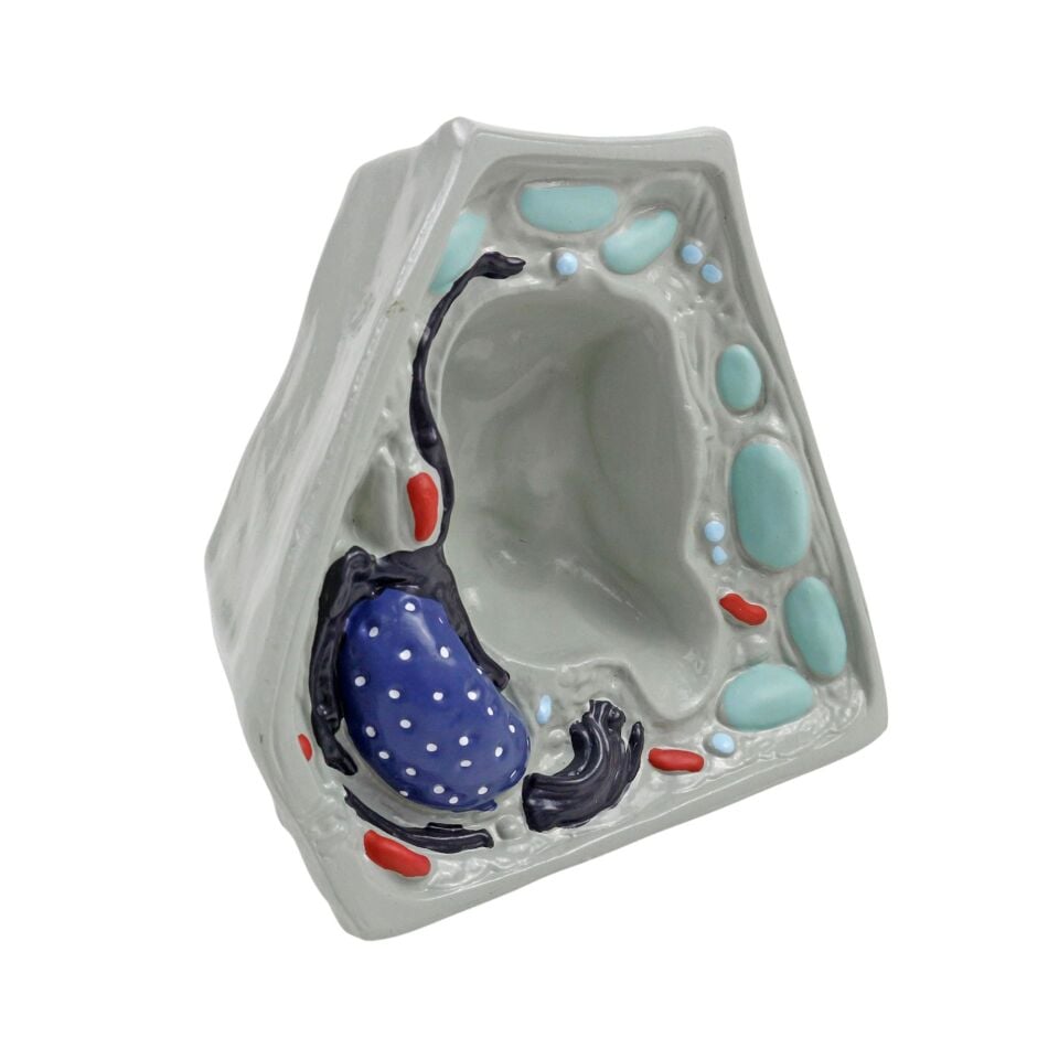 Bitki Hücresi Modeli (Küçük)