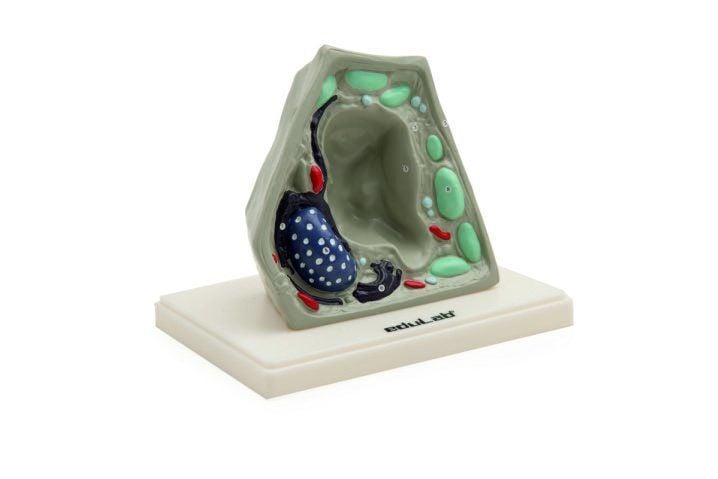 Bitki Hücresi Modeli (Küçük)