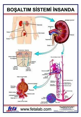 Boşaltım Sistemi Levhası İnsanda