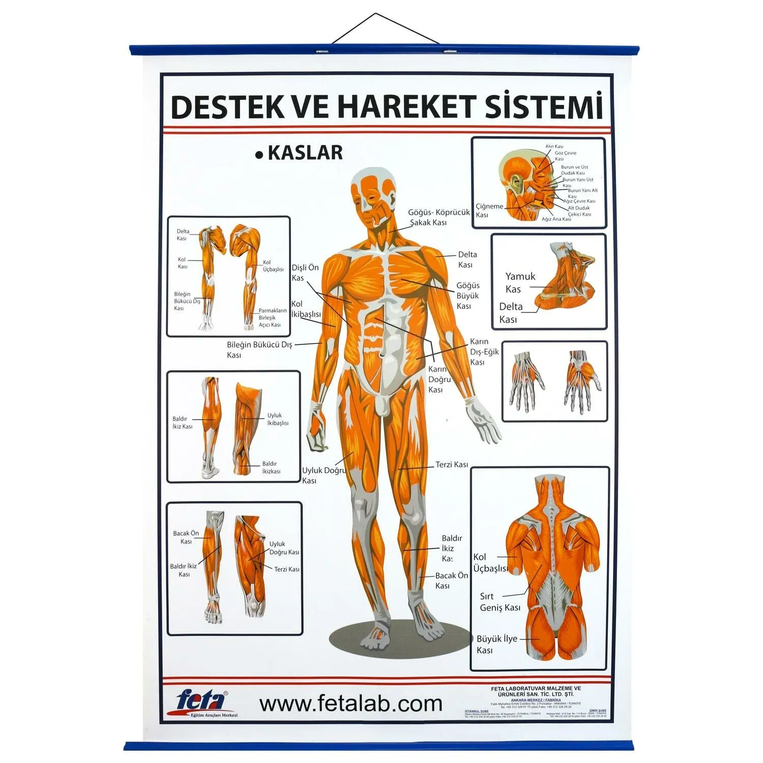 Destek ve Hareket Sisteminde Kaslar Levhası