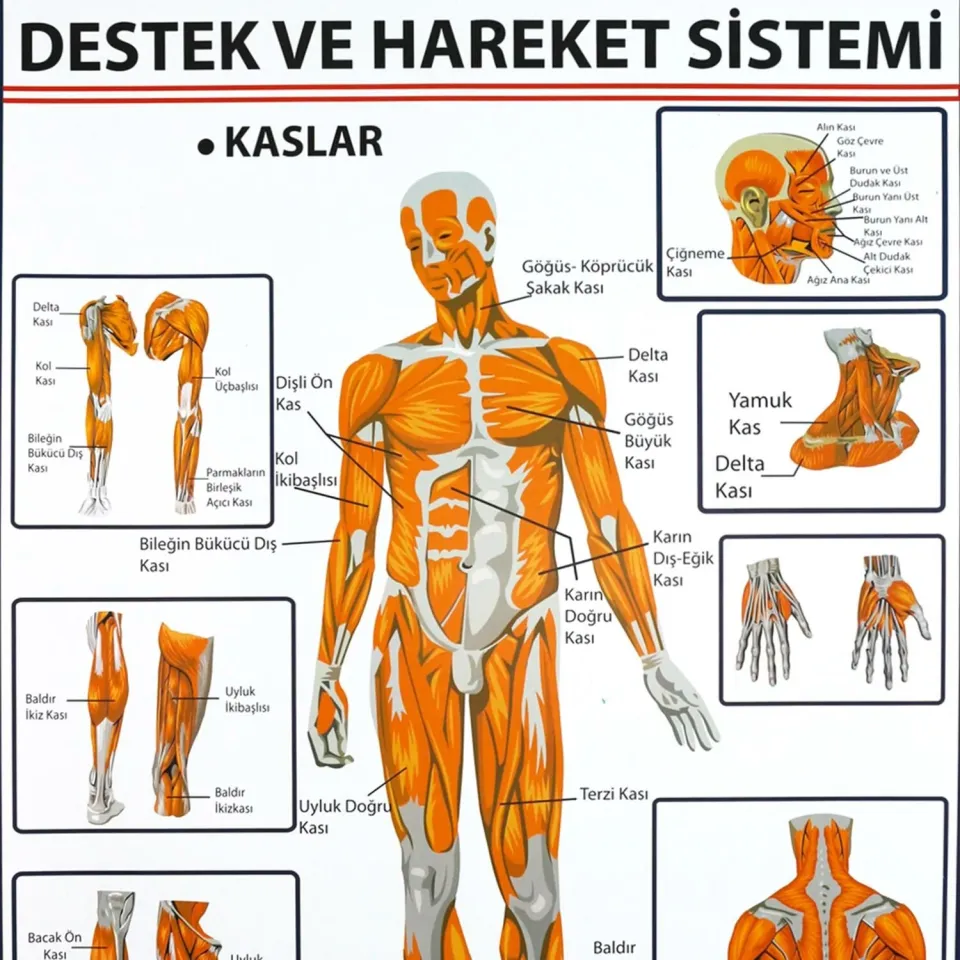 Destek ve Hareket Sisteminde Kaslar Levhası