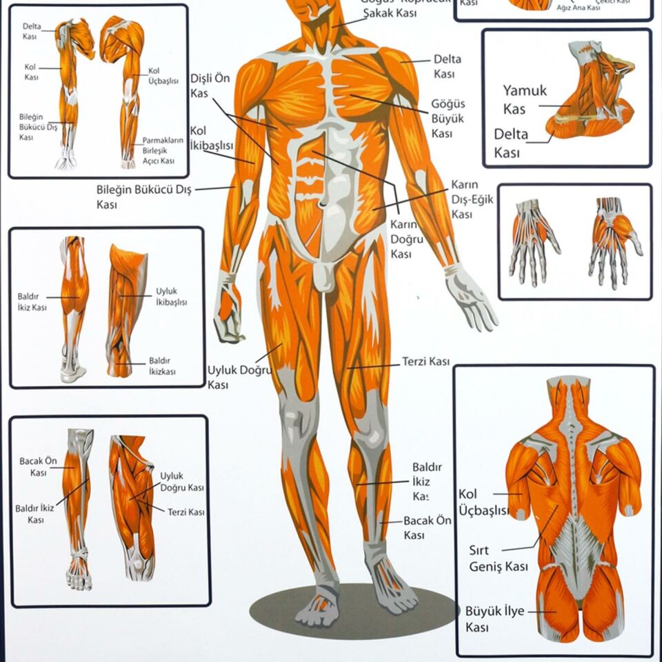 Destek ve Hareket Sisteminde Kaslar Levhası