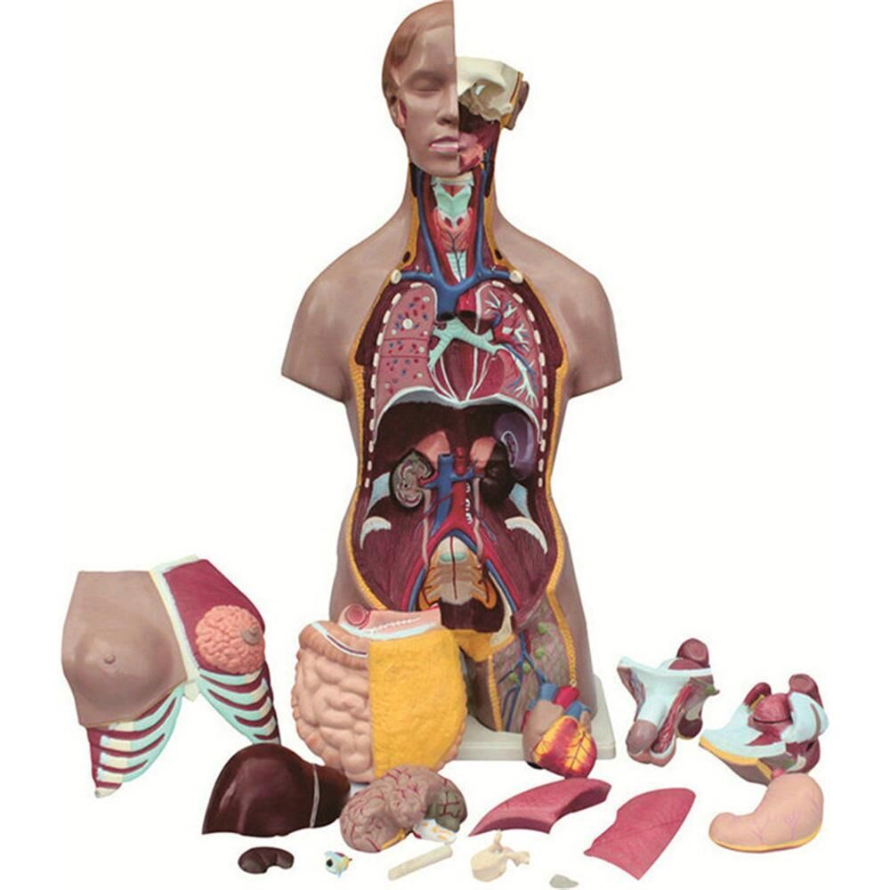İnsan Vücudu Torso 19 Parça, 85Cm