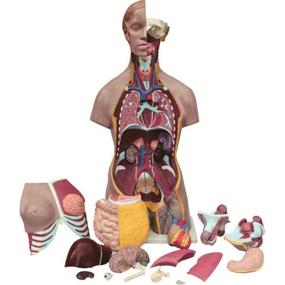 İnsan Vücudu Torso 19 Parça, 85Cm