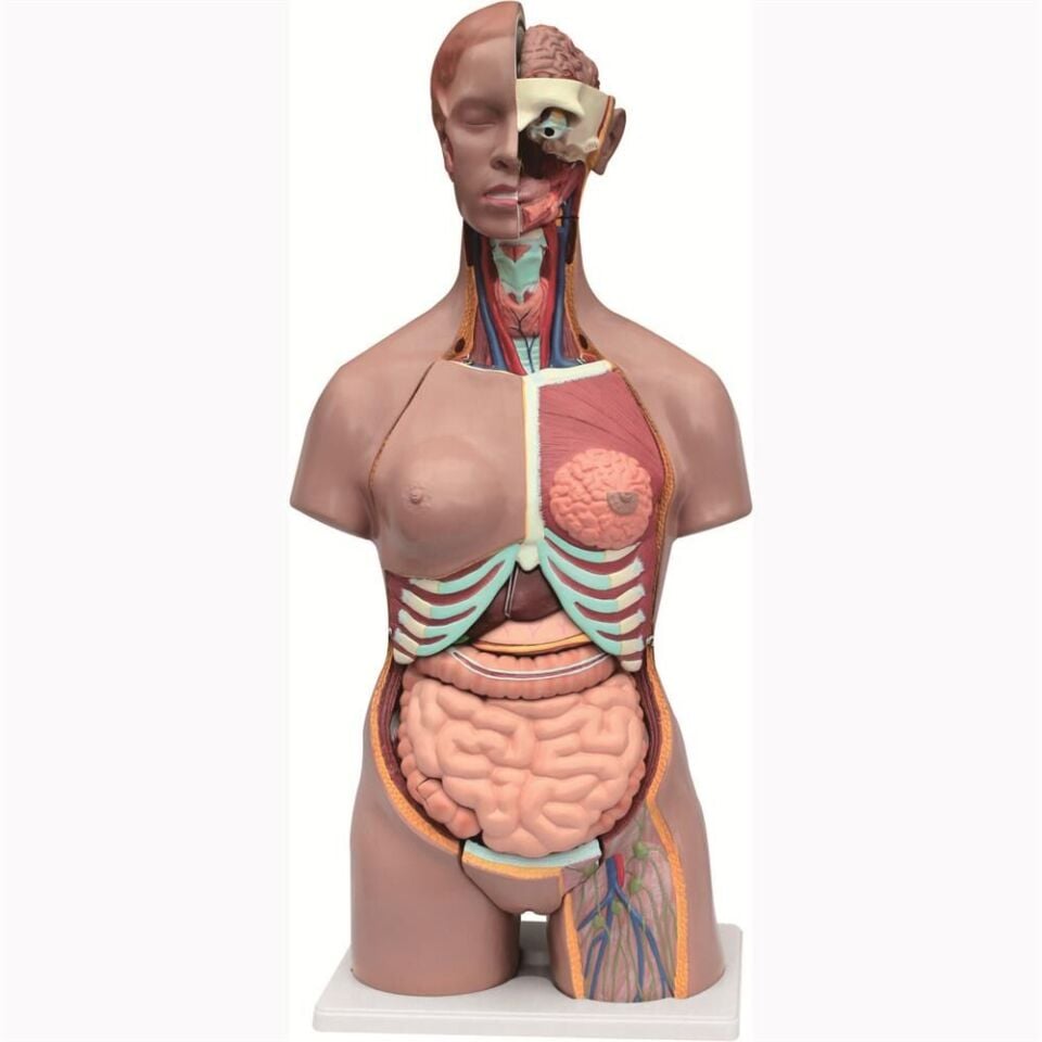 İnsan Vücudu Torso 19 Parça, 85Cm