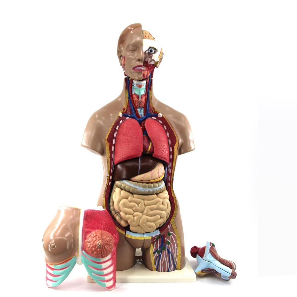 İnsan Vücudu Torso 28 Parça, 85Cm