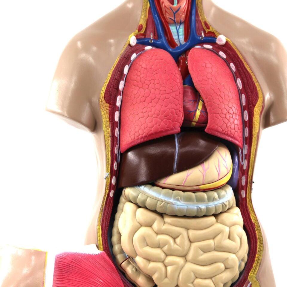 İnsan Vücudu Torso 28 Parça, 85Cm