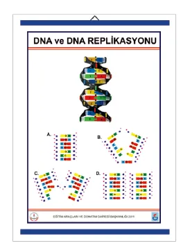 Dna ve Dna Replikasyonu Levhası