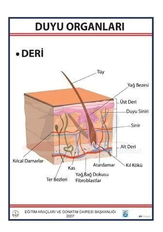 Duyu organları Levhası Deri