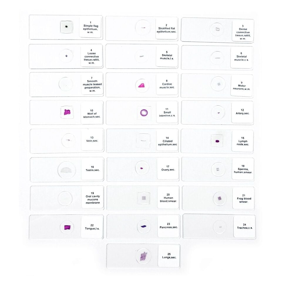 Preperat 25'Lik Seti (İnsan Anatomisi)