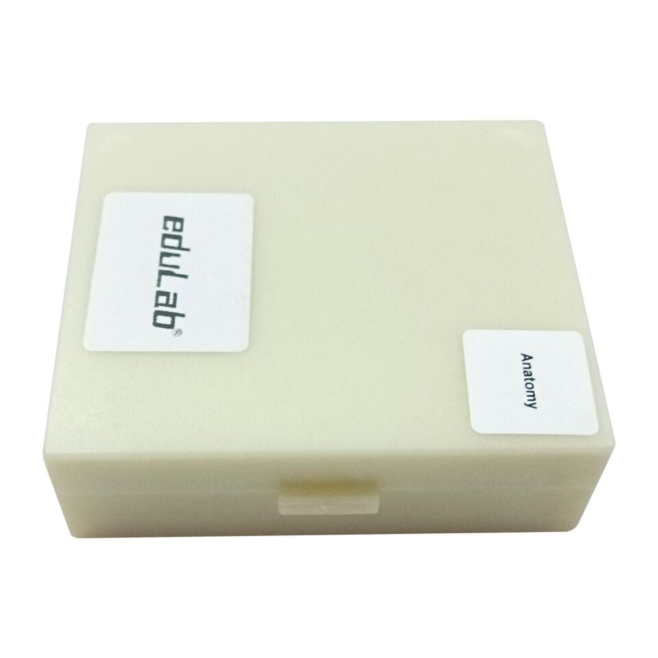 Preperat 25'Lik Seti (İnsan Anatomisi)