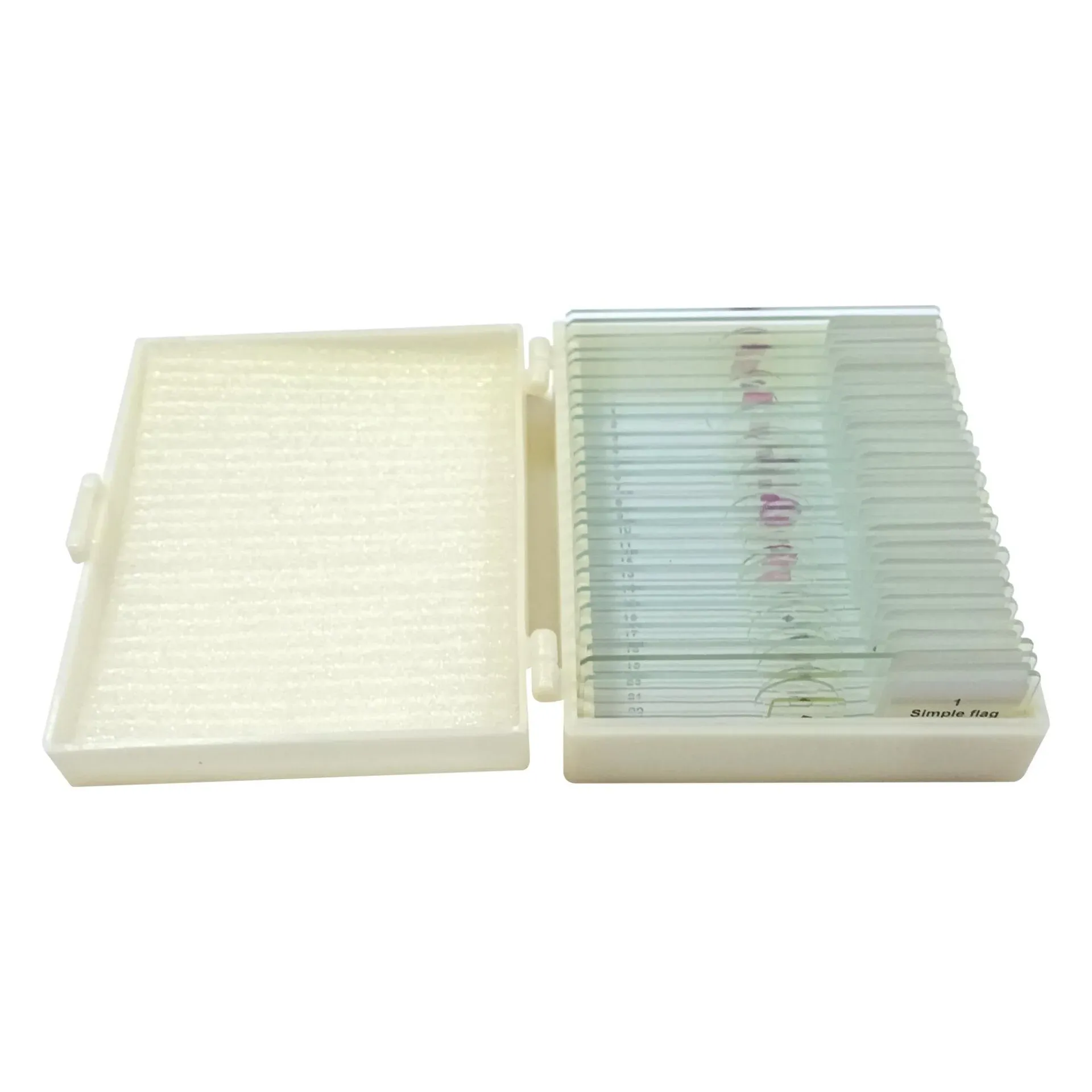 Preperat 25'Lik Seti (İnsan Anatomisi)