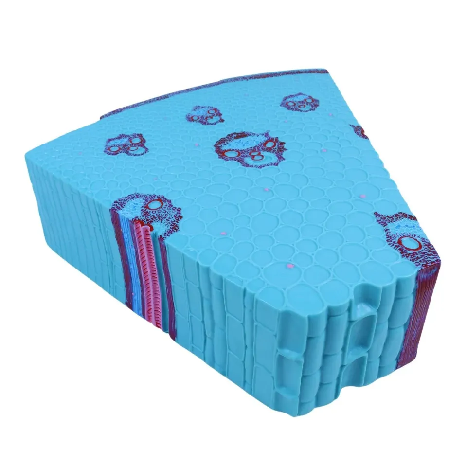 Bitki Gövde Kesiti