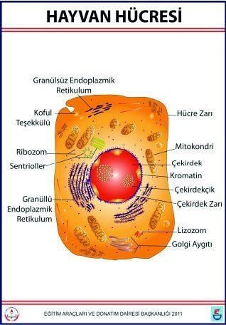 Hayvan Hücresi Levhası  (70X100 CM)
