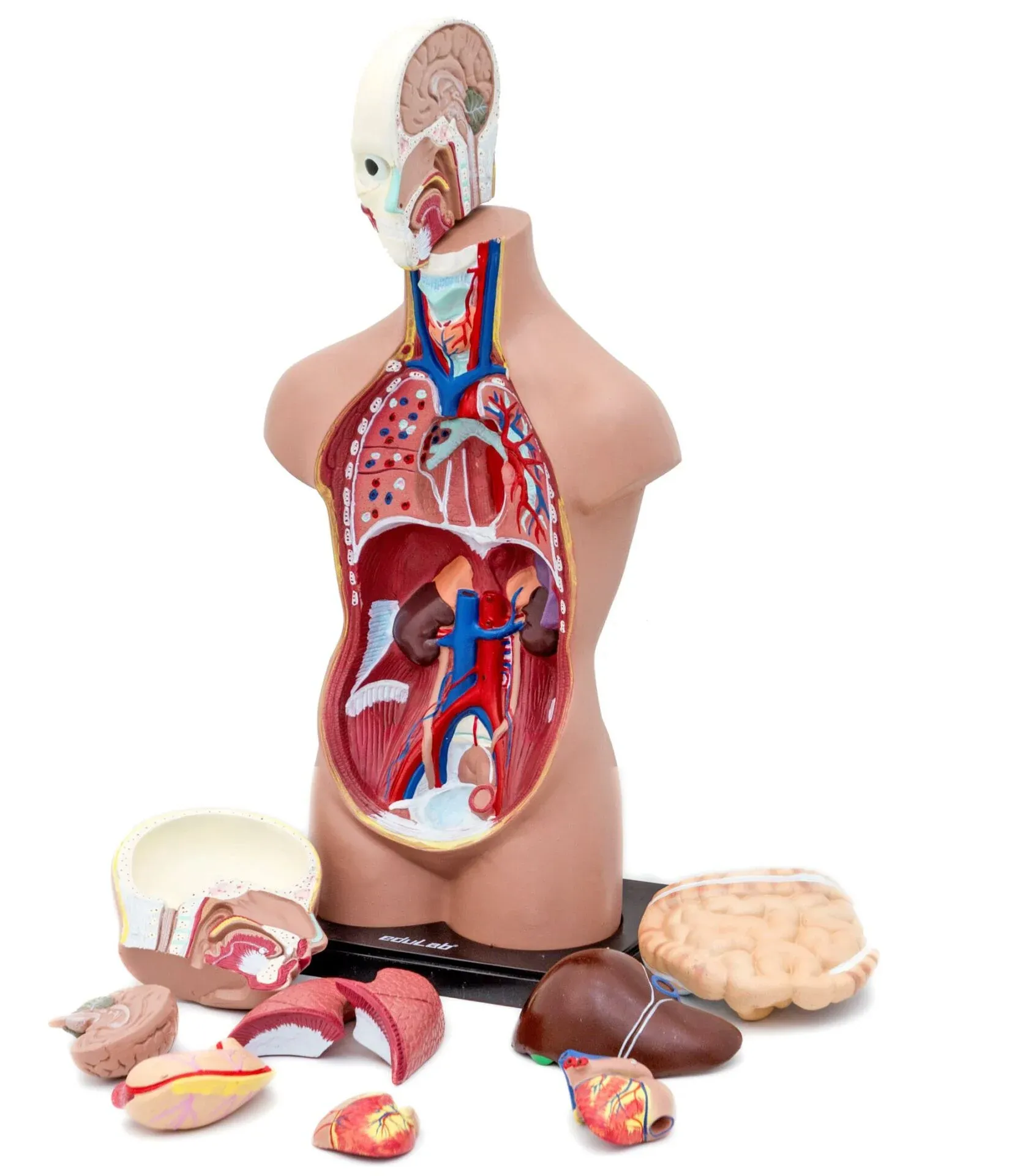 İnsan Vücudu (Büyük Boy, 50 cm.)