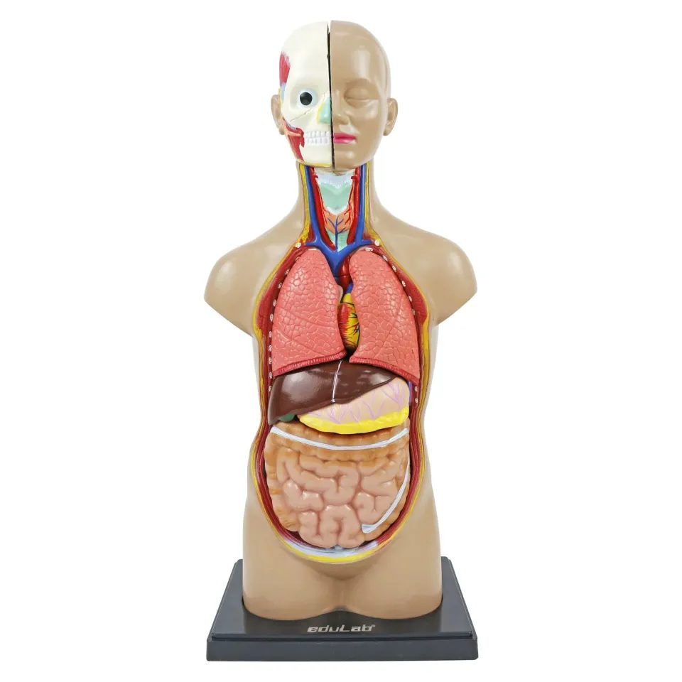 İnsan Vücudu (Büyük Boy, 50 cm.)