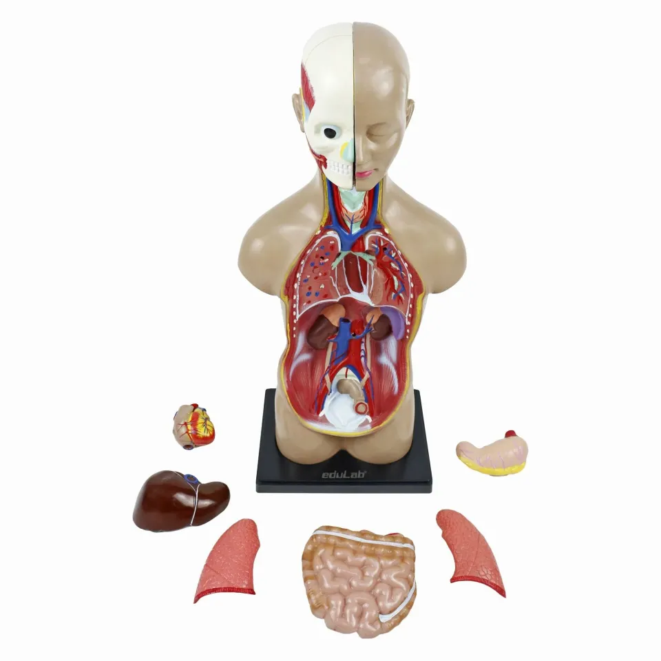 İnsan Vücudu (Büyük Boy, 50 cm.)