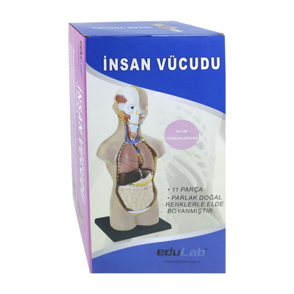 İnsan Vücudu (Büyük Boy, 50 cm.)
