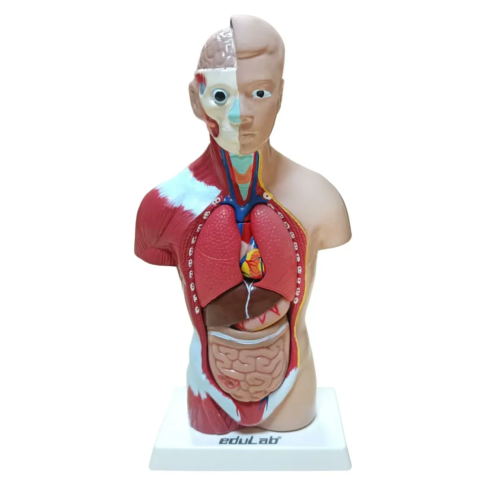 İnsan Vücudu (Küçük Boy, 27 cm.)