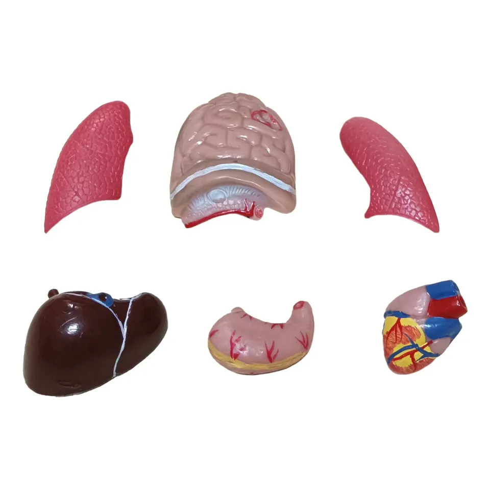 İnsan Vücudu (Küçük Boy, 27 cm.)