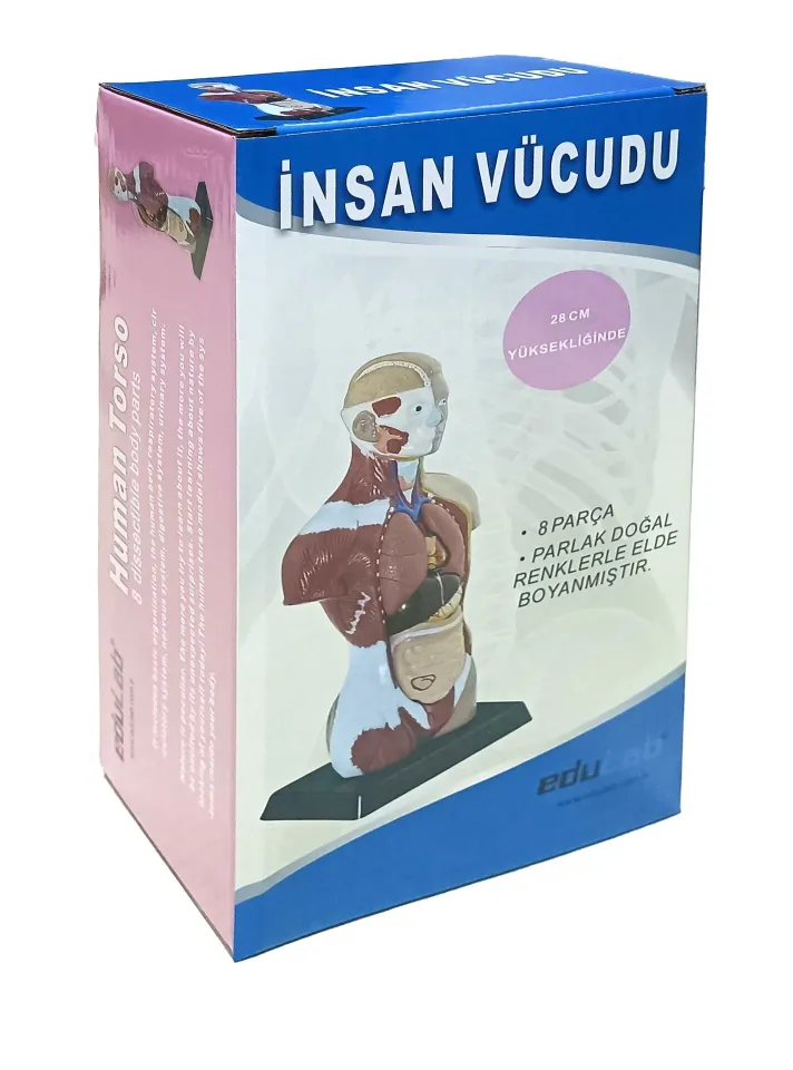 İnsan Vücudu (Küçük Boy, 27 cm.)