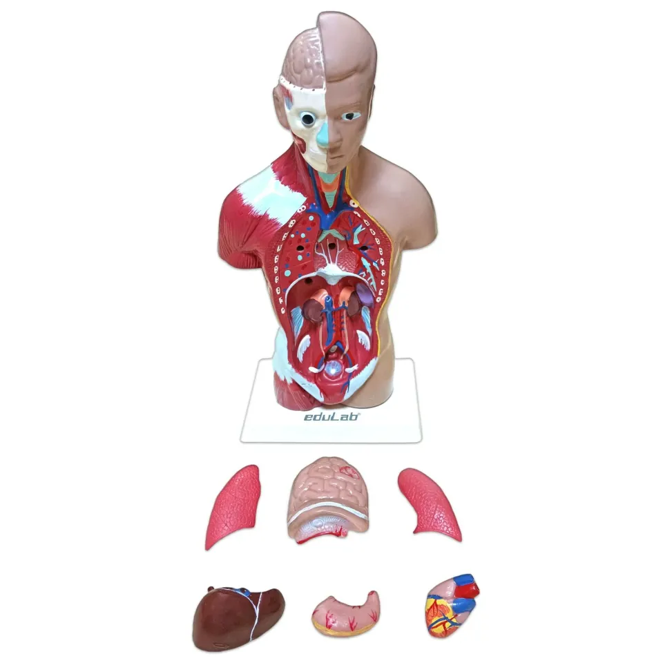 İnsan Vücudu (Küçük Boy, 27 cm.)