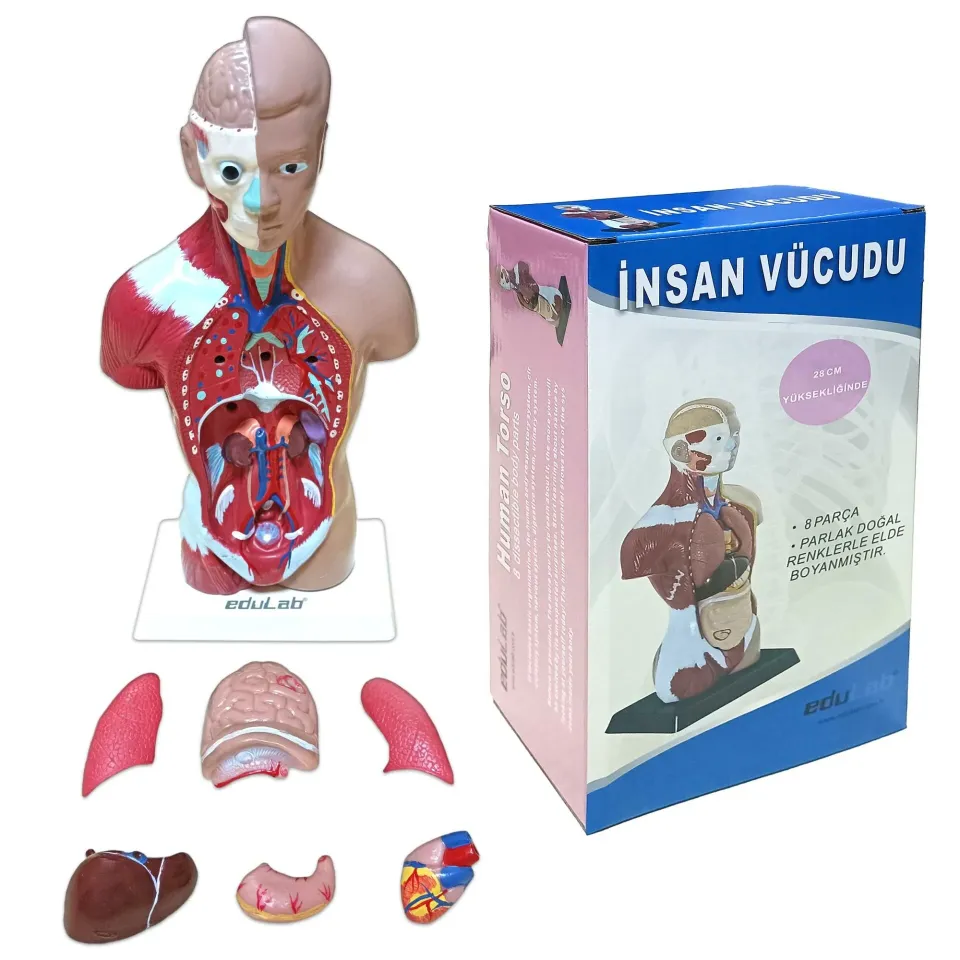 İnsan Vücudu (Küçük Boy, 27 cm.)