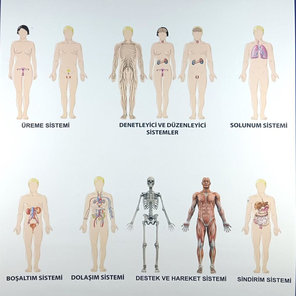 İnsanda Sistemler Levhası  (70X100)
