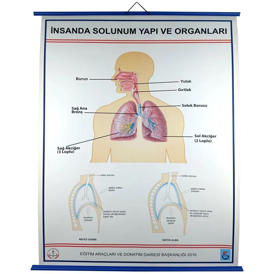 İNSANDA SOLUNUM VE YAPI ORGANLARI