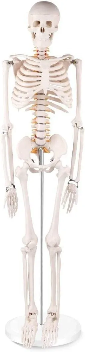 İnsan İskelet Modeli 85cm
