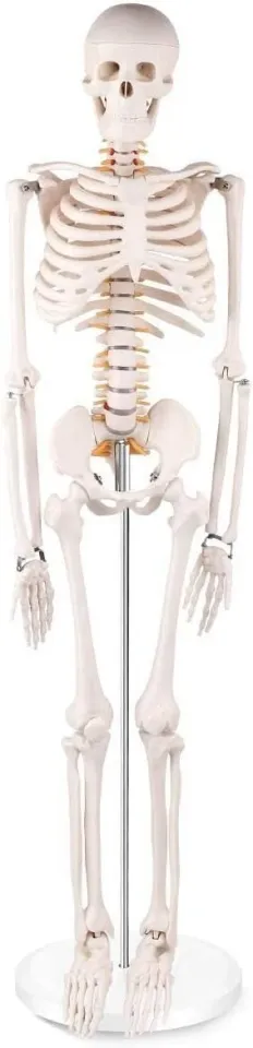 İnsan İskelet Modeli 85cm