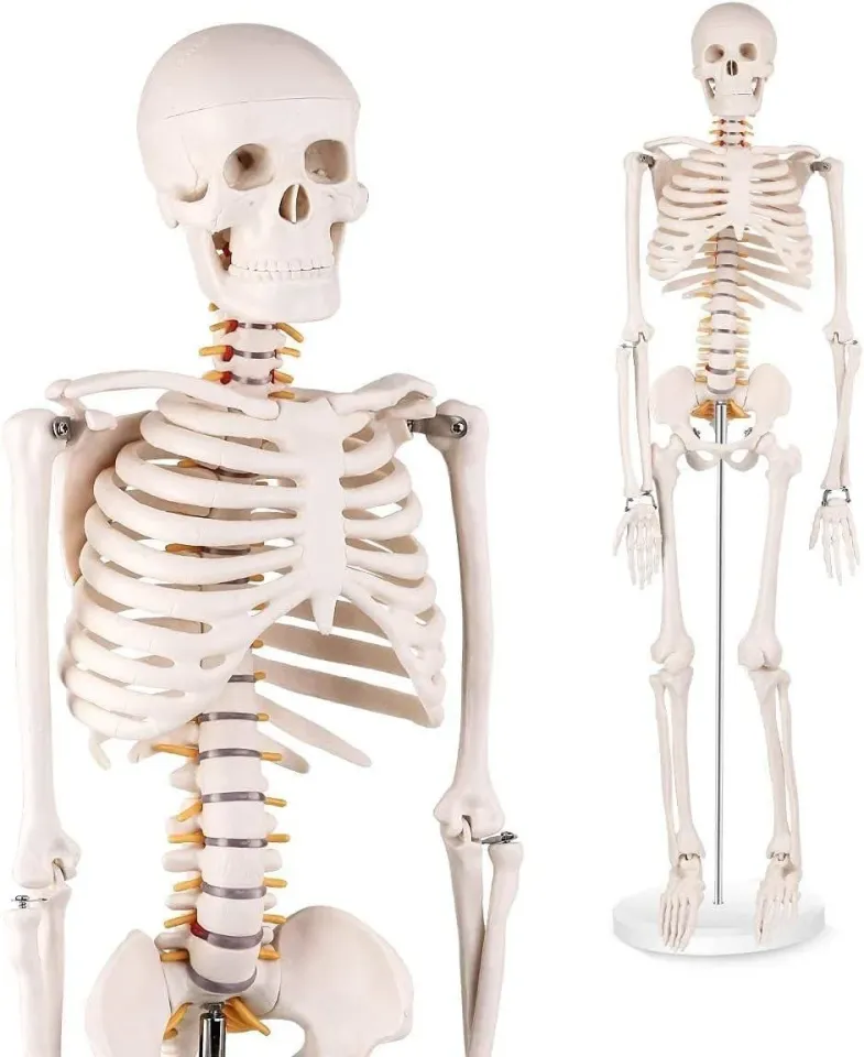 İnsan İskelet Modeli 85cm
