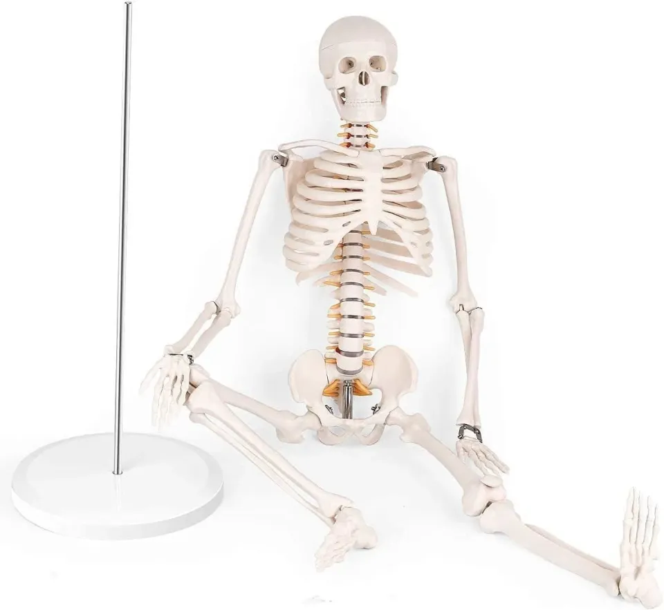 İnsan İskelet Modeli 85cm