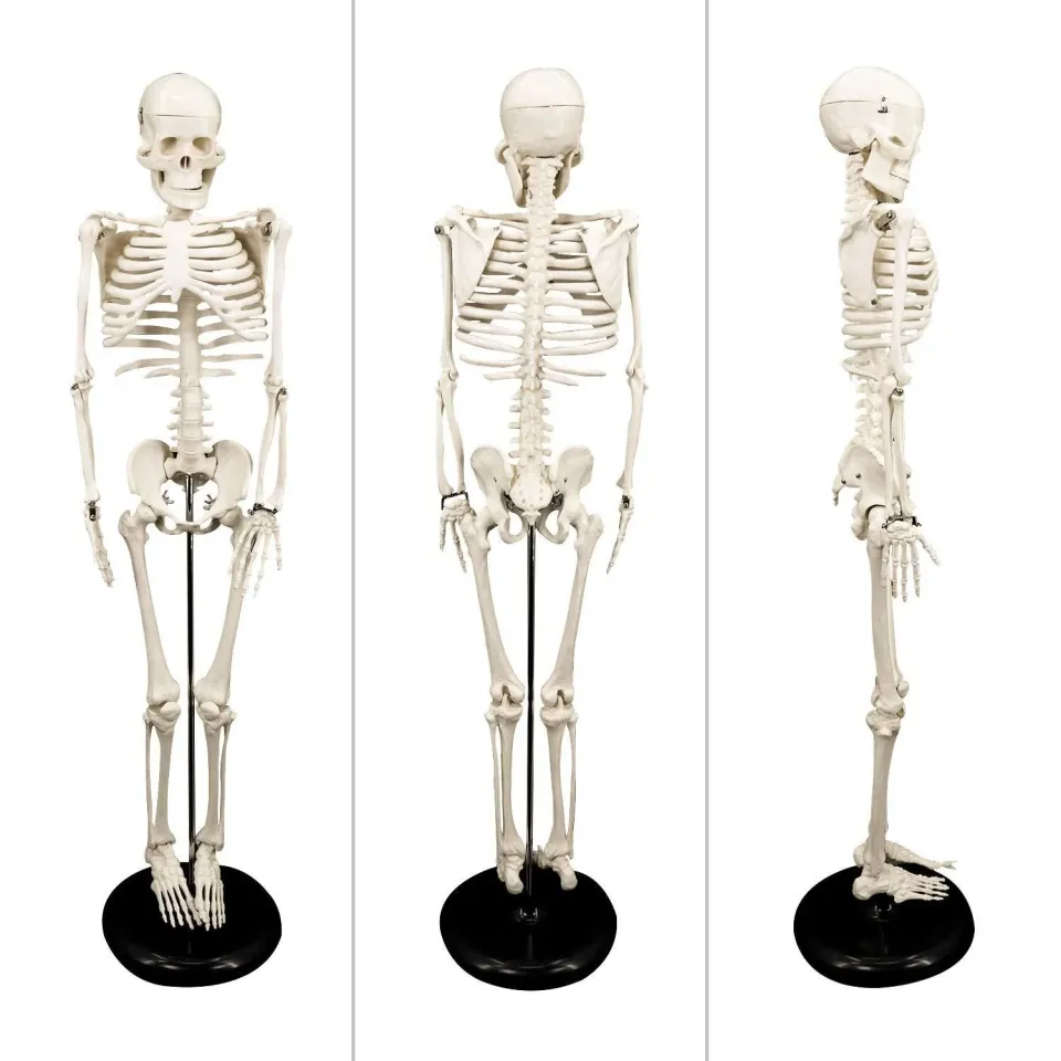 İnsan İskelet Modeli 85cm