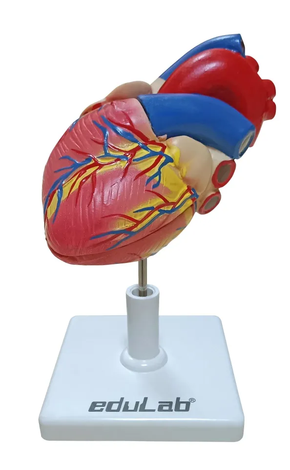 Kalp Modeli Küçük