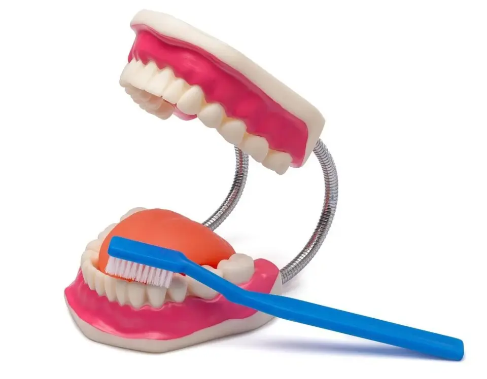 Diş Fırçalama Modeli