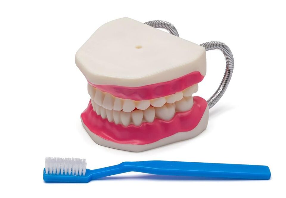 Diş Fırçalama Modeli