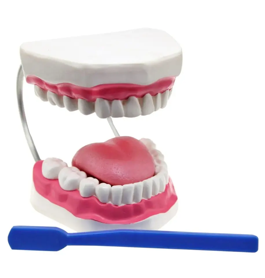 Diş Fırçalama Modeli