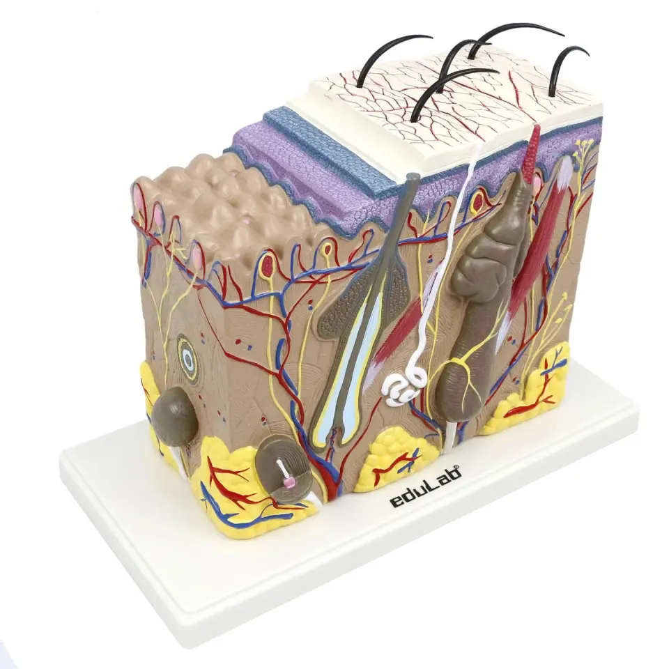 70 Kat Büyütülmüş Deri Modeli